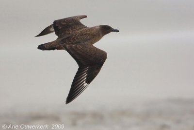 Great Skua - Grote Jager - Stercorarius skua