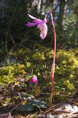 Calypso orchid - Bosnimf - Calypso bulbosa
