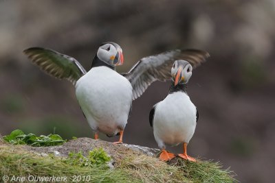 Atlantic Puffin - Papegaaiduiker - Fratercula arctica