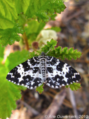 Argent and Sable moth - Speerpuntspanner - Rheumaptera hastata
