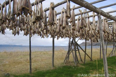 Stockfish, up for drying in Vestre Jacobselv