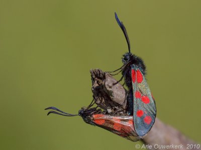 Six-spot Burnet -  Sint Jansvlinder - Zygaena filipendulae