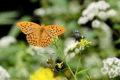 Keizersmantel - Argynnis paphia