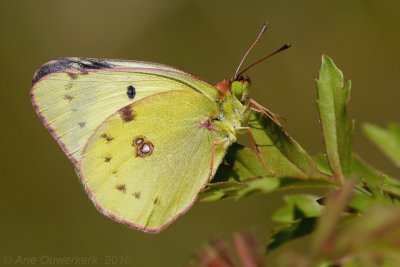 Zuidelijke Luzernevlinder - Berger's Clouded Yellow - Colias alfacariensis