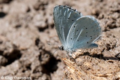 Boomblauwtje - Celastrina argiolus