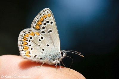 Bruin Blauwtje - Aricia agestis