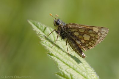 Bont Dikkopje - Carterocephalus palaemon