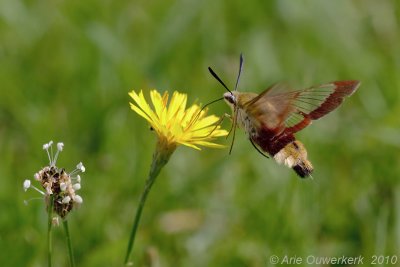 Broad-bordered Bee Hawk-moth - Glasvleugelpijlstaart - Hemaris fuciformis