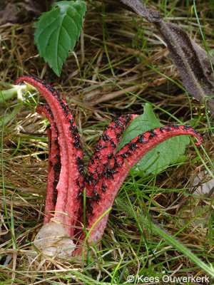 Inktviszwam - Clathrus archeri