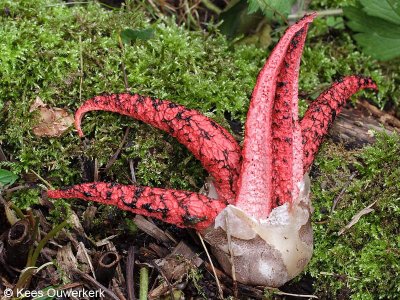 Inktviszwam - Clathrus archeri