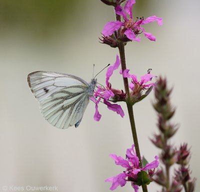 Klein Geaderd Witje - Pieris napi