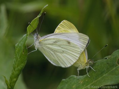 Klein Geaderd Witje - Pieris napi