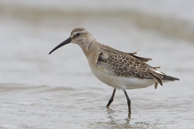 Curlew Sandpiper - Krombekstrandloper - Calidris ferruginea