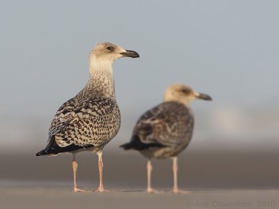 Great Black-backed Gull - Grote Mantelmeeuw - Larus marinus