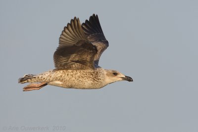Great Black-backed Gull - Grote Mantelmeeuw - Larus marinus