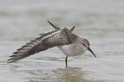 Curlew Sandpiper - Krombekstrandloper - Calidris ferruginea