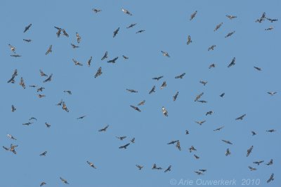 Common Buzzard - Buizerd - Buteo buteo