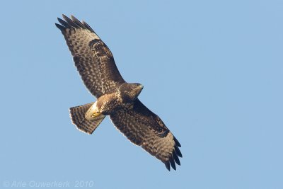 Common Buzzard - Buizerd - Buteo buteo