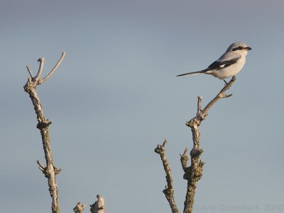 Great Grey Shrike - Klapekster - Lanius excubitor
