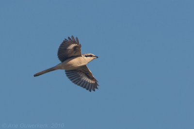 Great Grey Shrike - Klapekster - Lanius excubitor
