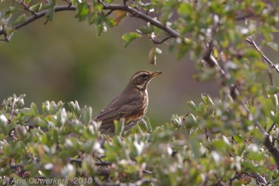 Redwing - Koperwiek - Turdus iliacus