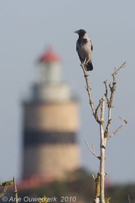 Hooded Crow - Bonte Kraai - Corvus cornix