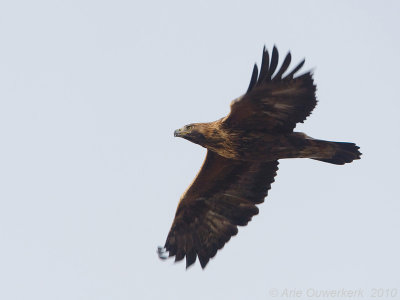 Golden Eagle - Steenarend - Aquila chrysaetos