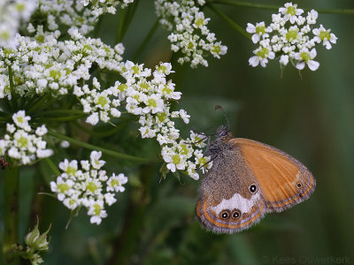 Tweekleurig Hooibeestje - Coenonympha arcania