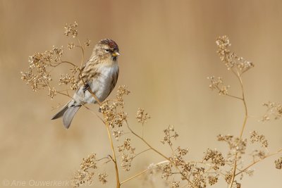 Mealy Redpoll - Grote Barmsijs - Carduelis flammea