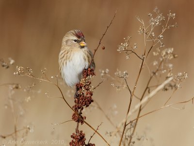 Mealy Redpoll - Grote Barmsijs - Carduelis flammea
