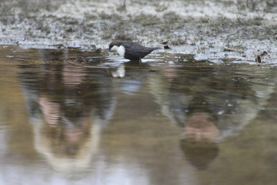 Photographing Dipper