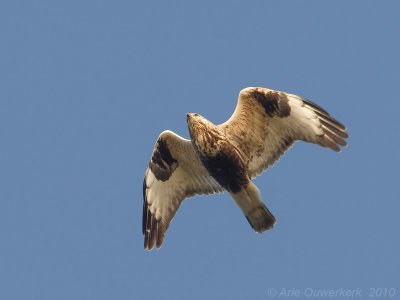 Rough-legged Buzzard - Ruigpootbuizerd - Buteo lagopus