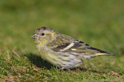 Eurasian Siskin - Sijs - Carduelis spinus