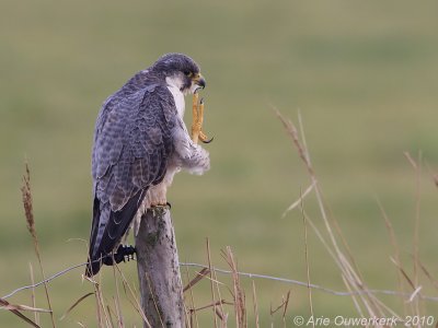 Peregrine Falcon - Slechtvalk - Falco peregrinus