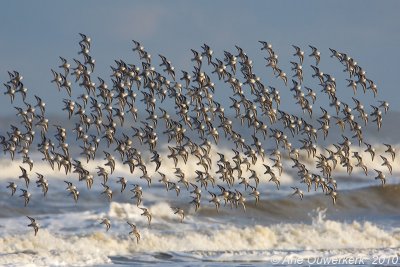 Sanderling - Drieteenstrandloper - Calidris alba