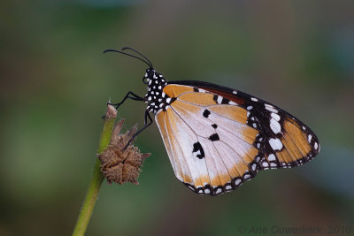 African Monarch - Afrikaanse Kleine Monarchvlinder - Danaus chrysippus chrysippus