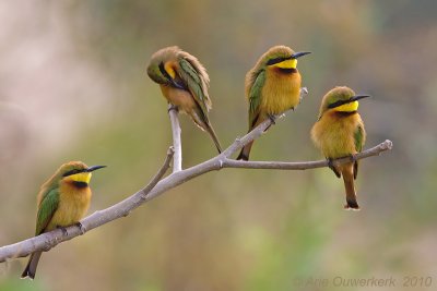 Little Bee-eater - Dwergbijeneter - Merops pusilla
