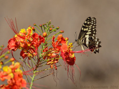 Citrus Swallowtail -Papilio demodocus