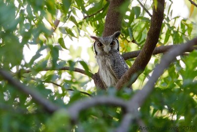 Northern White-faced Owl - Witwangdwergooruil - Ptilopsis leucotis leucotis