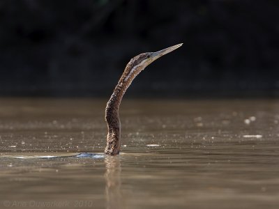 African Darter - Afrikaanse Slangenhalsvogel - Ahinga rufa