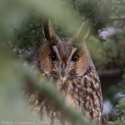 Long-eared Owl - Ransuil - Asio otus