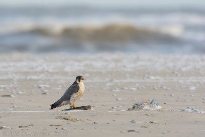 Peregrine Falcon - Slechtvalk - Falco peregrinus