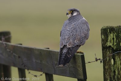 Peregrine Falcon - Slechtvalk - Falco peregrinus