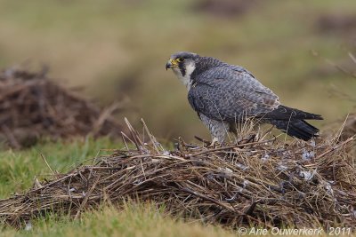 Peregrine Falcon - Slechtvalk - Falco peregrinus