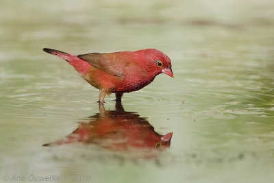 Red-billed Firefinch - Vuurvink - Lagonosticta senegala
