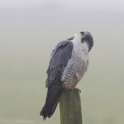 Peregrine Falcon - Slechtvalk - Falco peregrinus