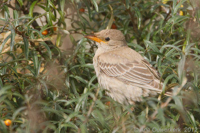 Roze Spreeuw - Rose-coloured Starling - Pastor roseus