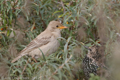 Roze Spreeuw - Rose-coloured Starling - Pastor roseus