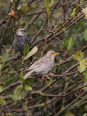 Roze Spreeuw - Rose-coloured Starling - Pastor roseus