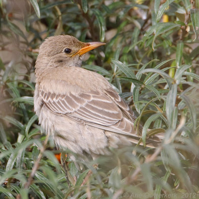 Roze Spreeuw - Rose-coloured Starling - Pastor roseus